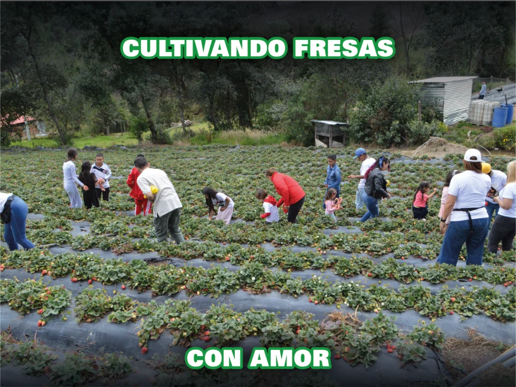 Fresas san jorge 2026-07