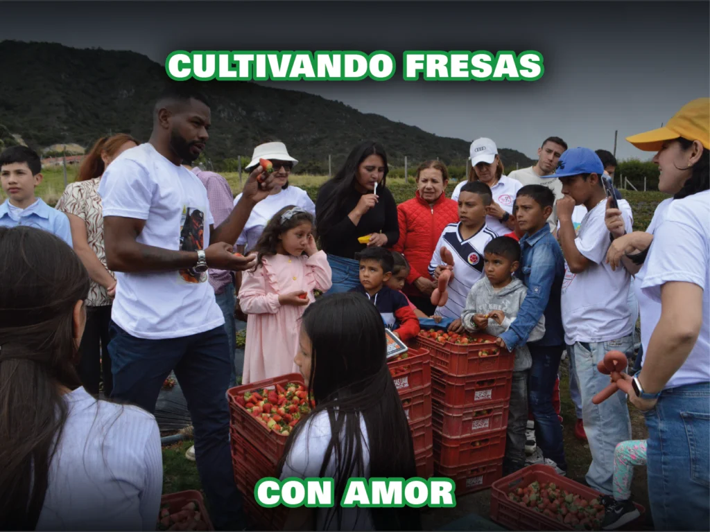 Fresas san jorge 2026_Mesa de trabajo 1